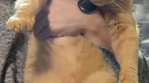 抱かれている猫