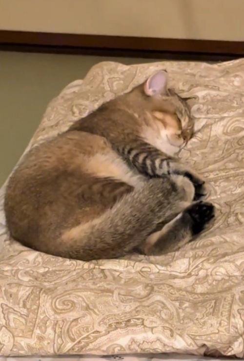 ふとんの上で寝る猫4(ズーム)