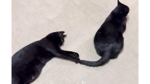 室内にいる猫