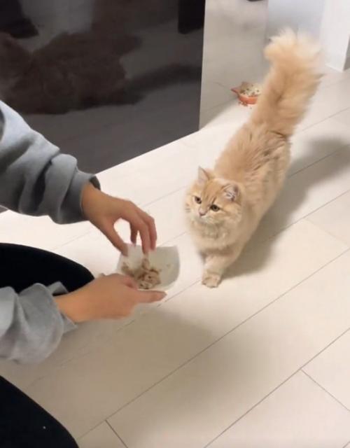上を向く猫
