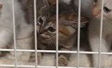 威嚇する子猫