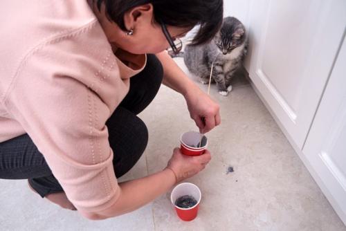 脚立に乗る猫
