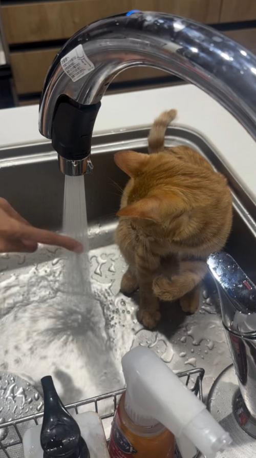 シンクの中に座る猫