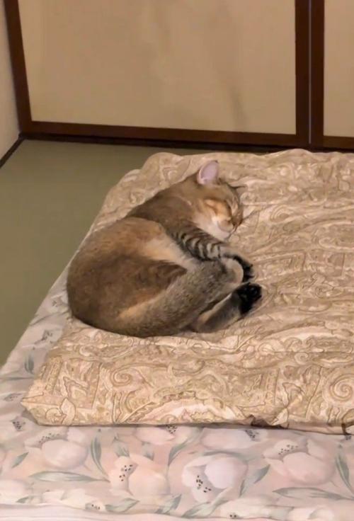 ふとんの上で寝る猫2(少しズーム)