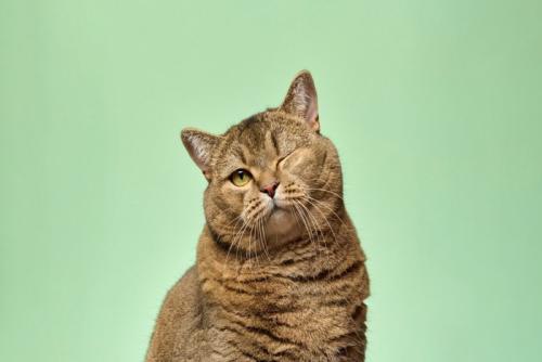 片目を瞑る猫