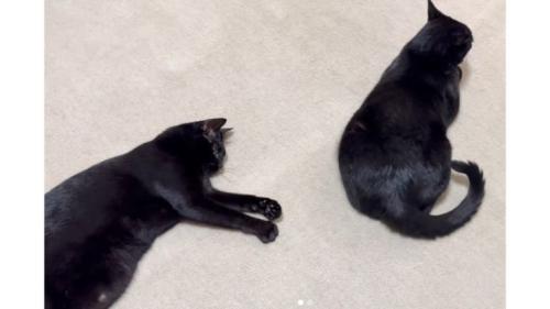 室内にいる猫