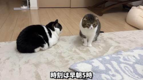 リビングのぽこ太郎くんとうま次郎くん