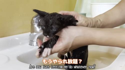 体を洗われる子猫