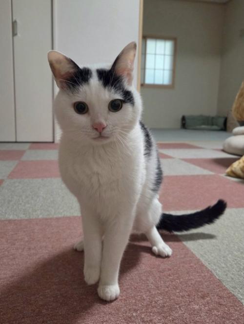 真面目な表情で綺麗に座ってたたずむ猫