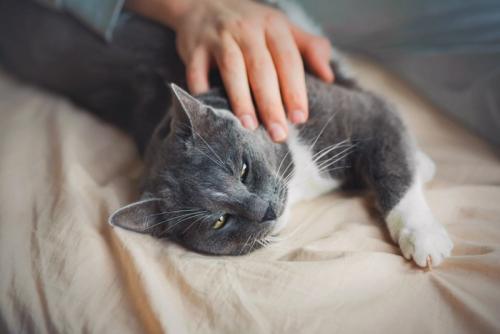 うっとりする猫