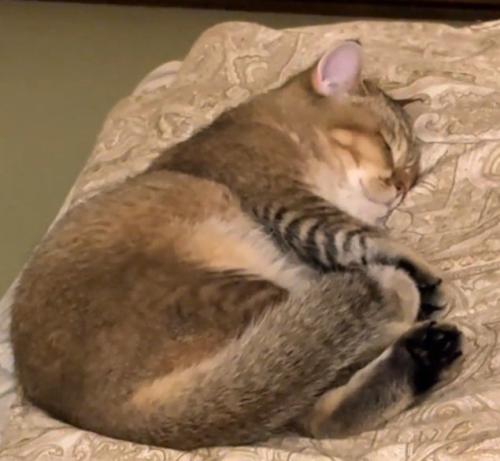 ふとんの上で寝る猫5(さらにズーム)