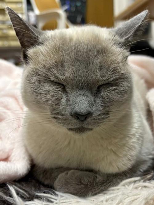 猫の顔