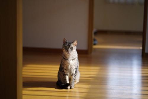 黄昏る猫