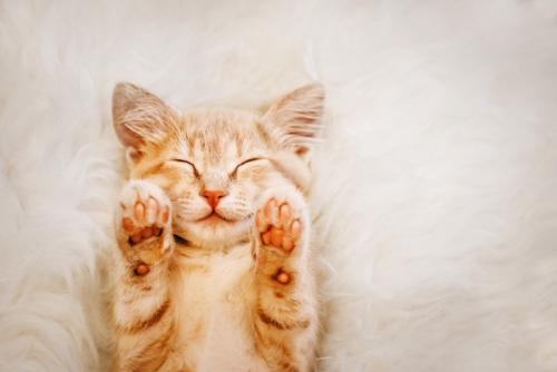 スマイルで寝る子猫