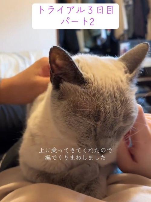 なでられる猫