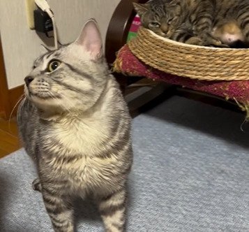 後ろを見る猫