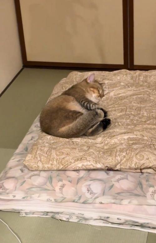 ふとんの上で寝る猫6(少し引き)