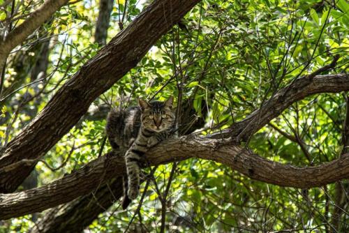 木の上で休んでいる猫