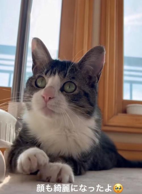 見つめる猫