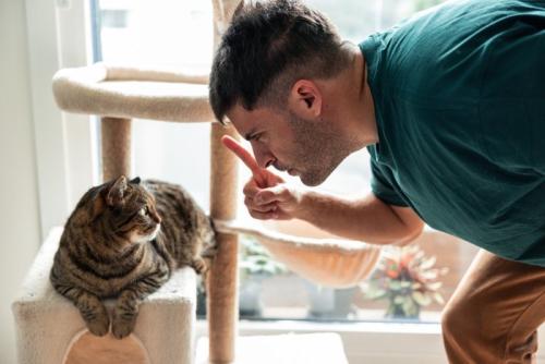 叱られる猫