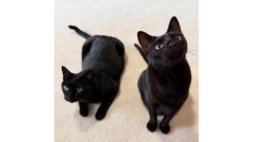室内にいる猫