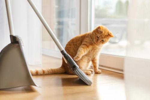 ほうきと猫