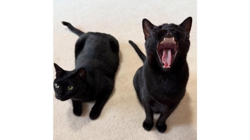 室内にいる猫