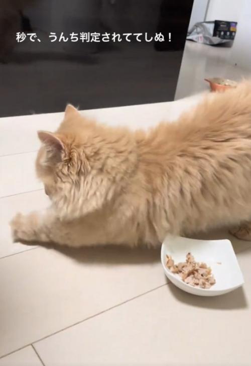 床を掘る猫