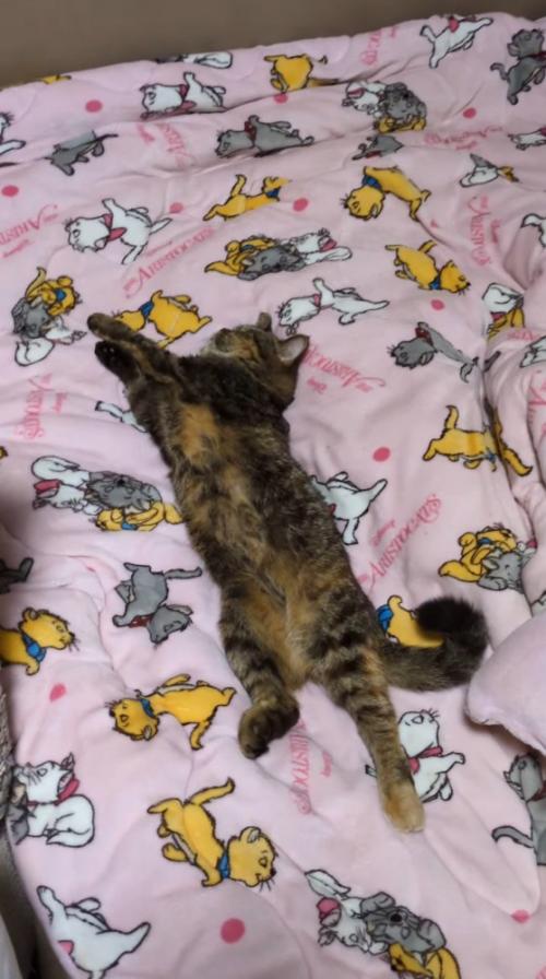 体を伸ばして眠る猫