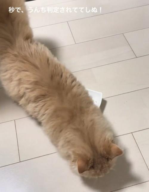 床をホリホリする猫
