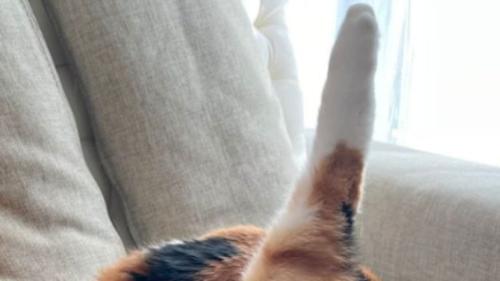猫の足