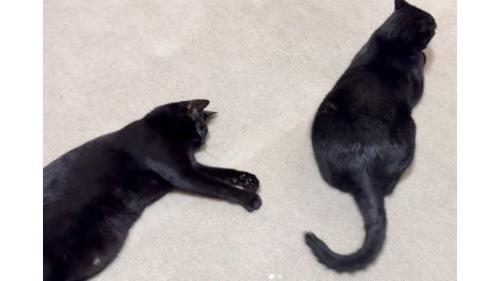 室内にいる猫