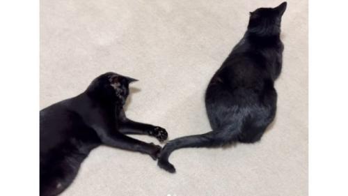 室内にいる猫