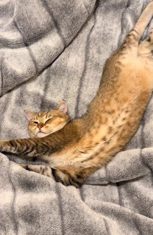伸びる猫