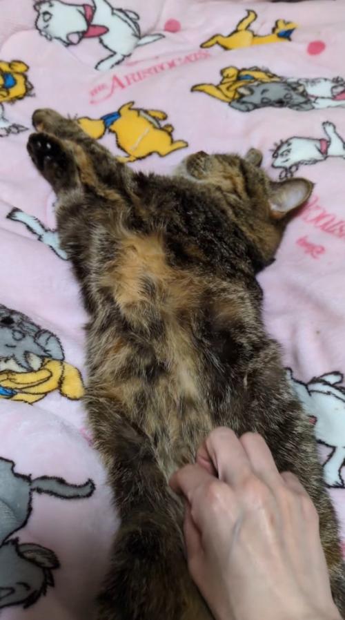 眠っている猫のお腹を撫でる飼い主