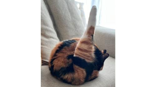 毛づくろいしている猫