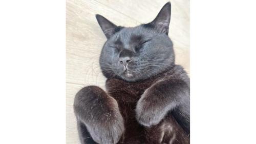 寝ている猫
