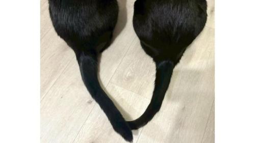 猫の尻尾
