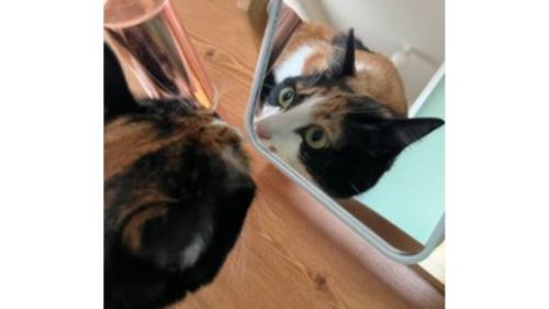 室内にいる猫