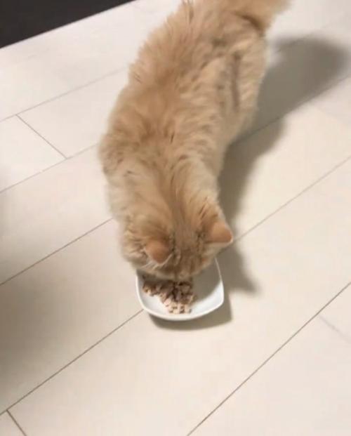 香りを嗅ぐ猫