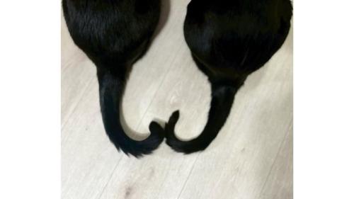 猫の尻尾