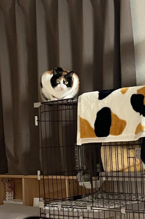 室内にいる猫