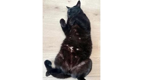 寝ている猫