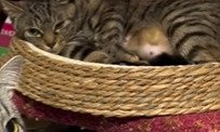 ベッドに寝る猫