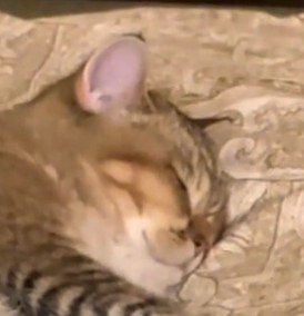 猫の顔アップ