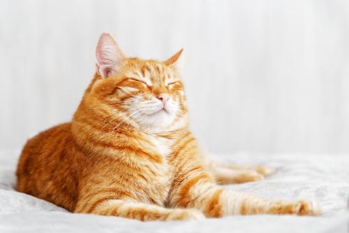 くつろぐ猫