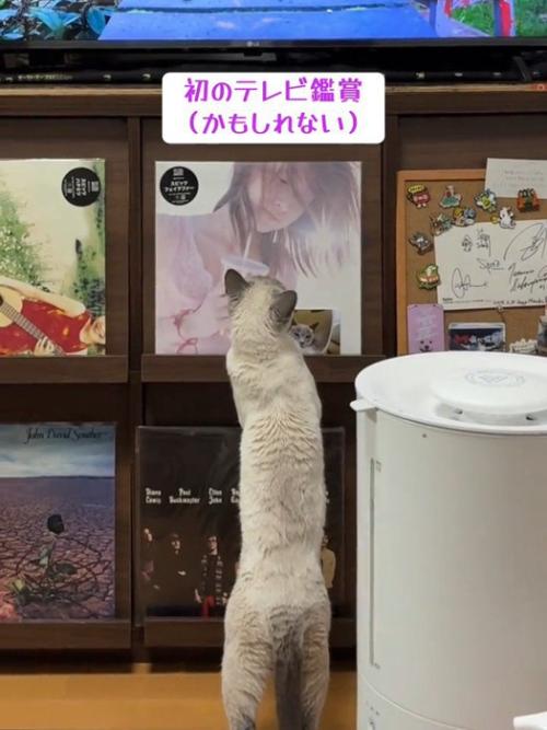 立ち上がる猫