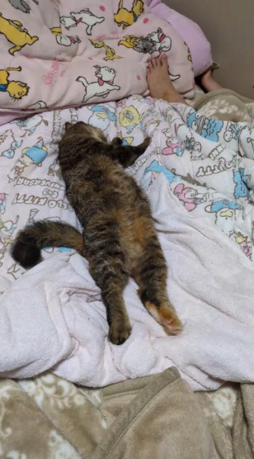 布団の上で眠る猫と子ども