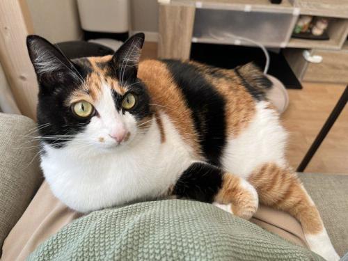 室内にいる猫