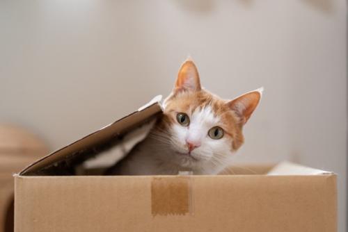 段ボール箱に入った猫